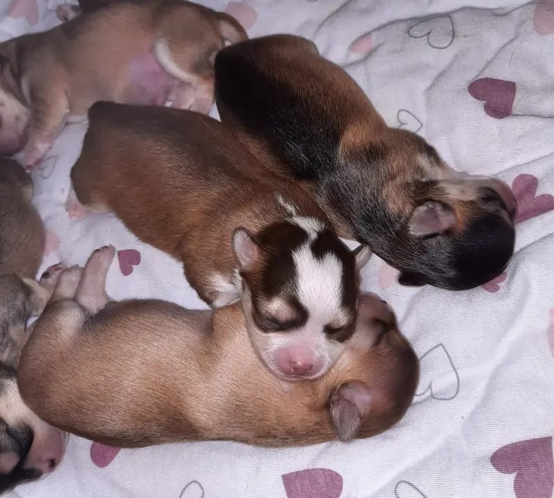 Chihuahuas von den Yunalanden gallery image 4