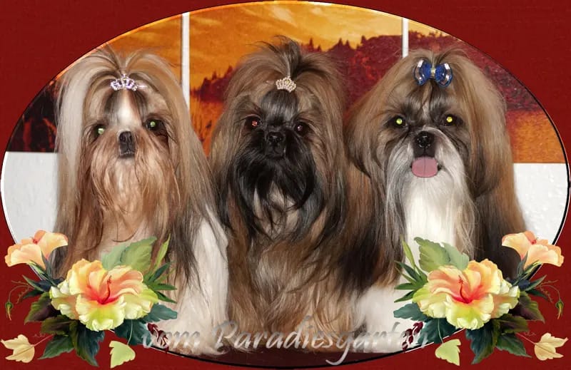 Shih Tzu Zucht "vom Paradiesgarten" gallery image 2