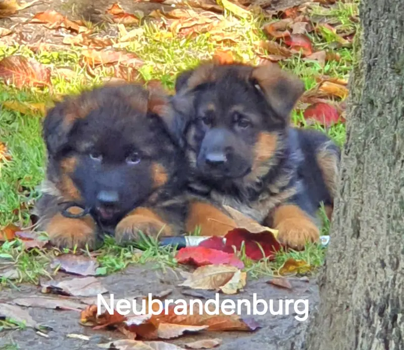 Frank Herholz – Deutscher Schäferhund – Photo 4