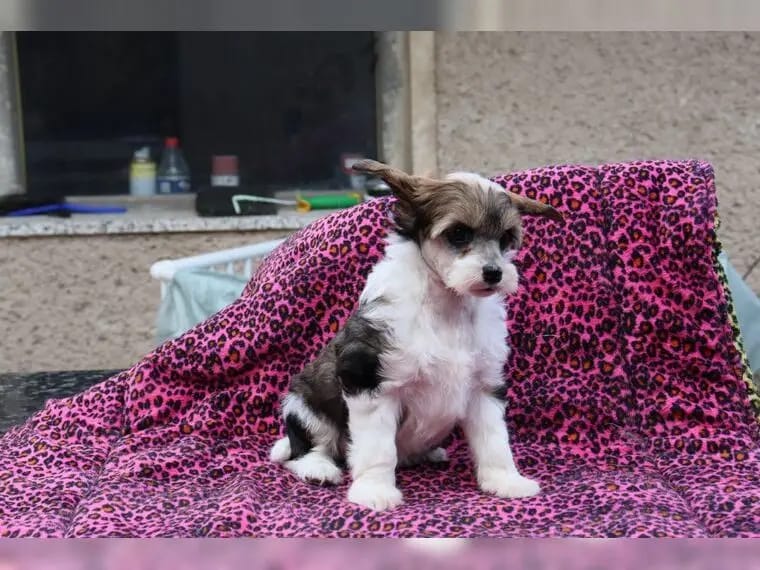 Chinese Crested Welpen gallery image 2