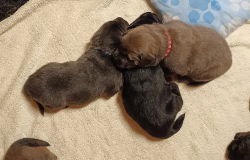 Hundezucht von dem grünen Felde – Tibet Mastiff – Zdjęcie 2