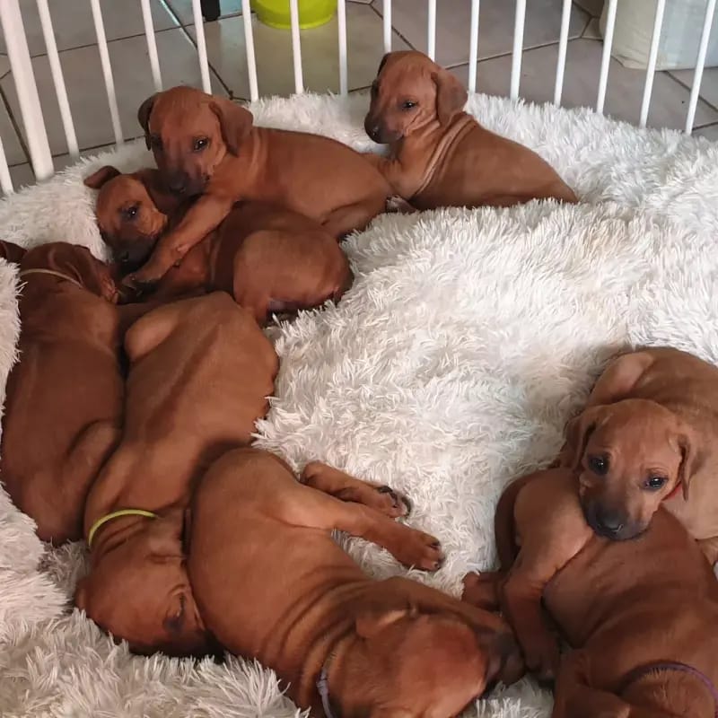 Rhodesian Ridgeback Sonnenhof Dornieden gallery image 3