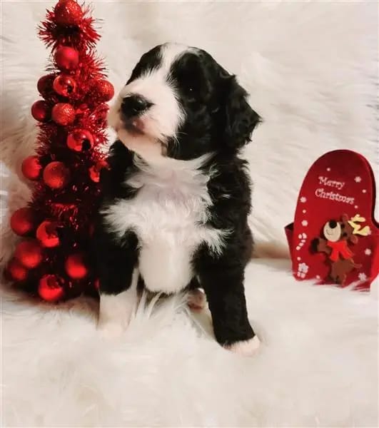 AUSSIEDOODLE gallery image 3