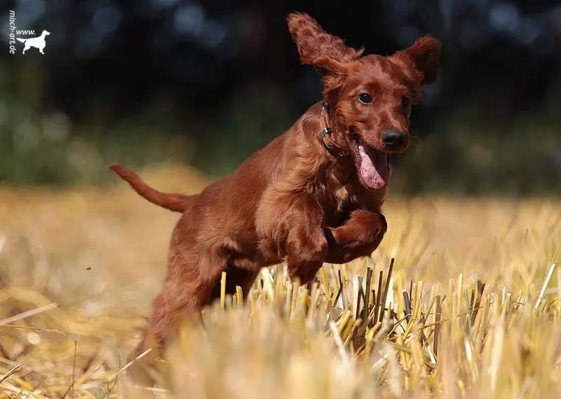Irish red Setter "fighting irish´s" gallery image 4