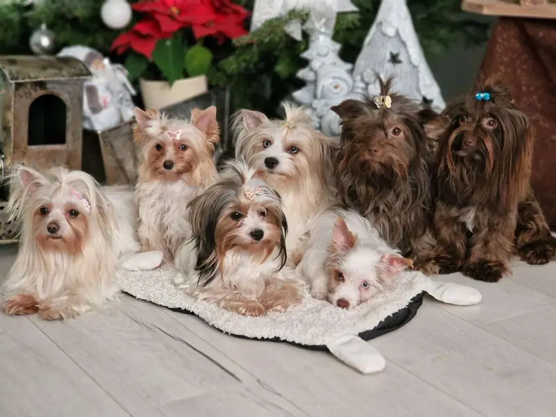 Yorkshire Terrier dai piccoli angioletti dorati – Yorkshire Terrier – Foto 2