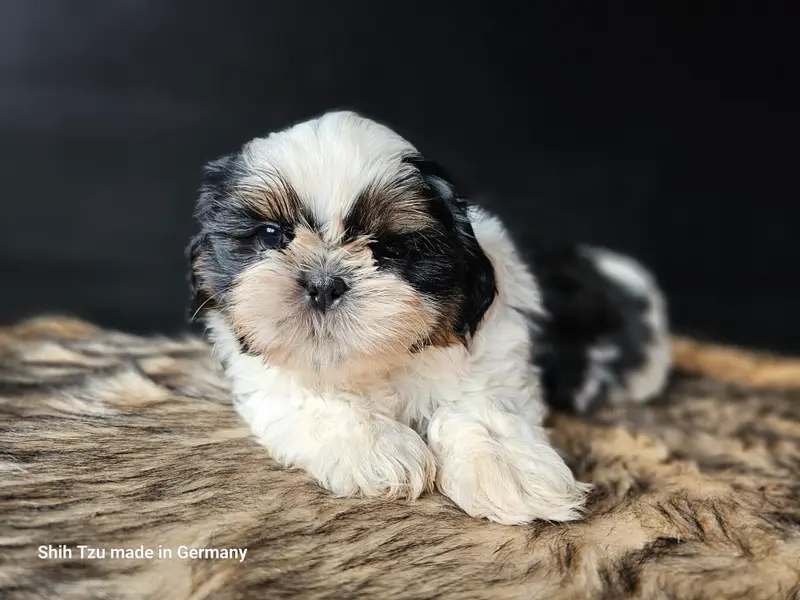 Anton – Cucciolo di Shih Tzu – Foto 2