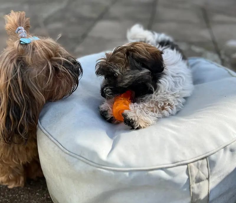 lovly little dog gallery image 4