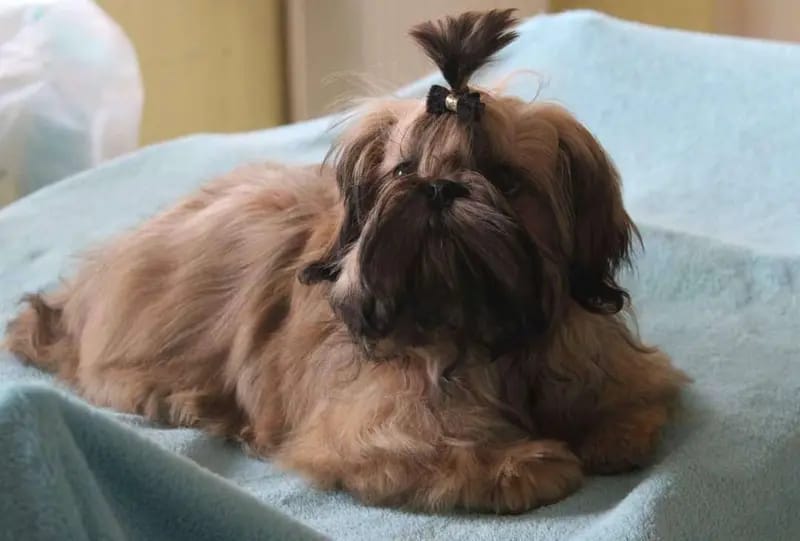Malteser und Shih tzu Zucht vom Wartenberg gallery image 3