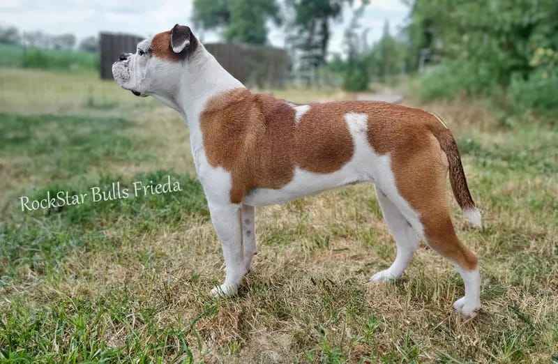 RockStar Bulls Frieda gallery image 2