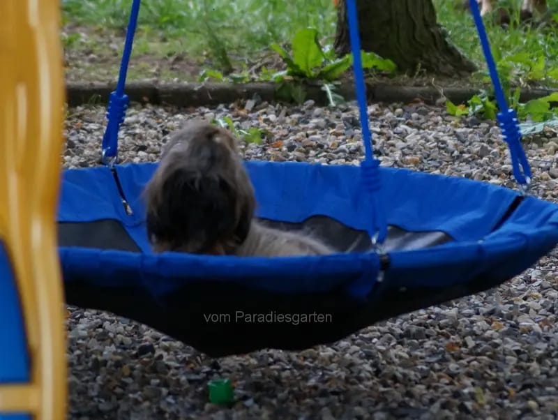 Shih Tzu Zucht "vom Paradiesgarten" gallery image 3