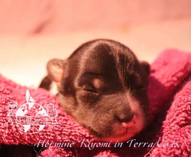 Hermine Kiyomi in Terra Civis – Cucciolo di Chinese Crested Dog – Foto 2
