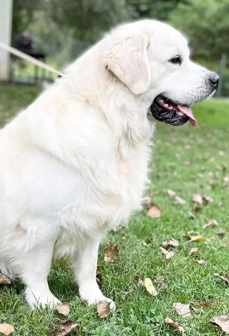 Golden Retriever Showlinie mit Papieren gallery image 2