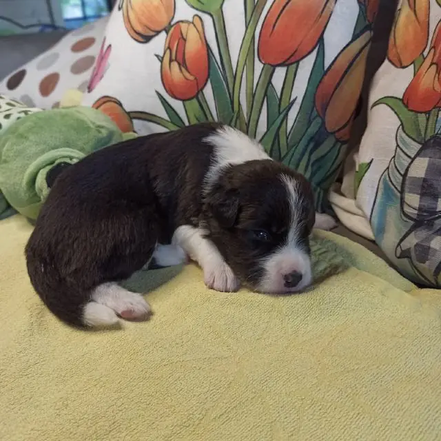 Daily Pleasure of little swan flow – cucciolo di Border Collie – Foto 4
