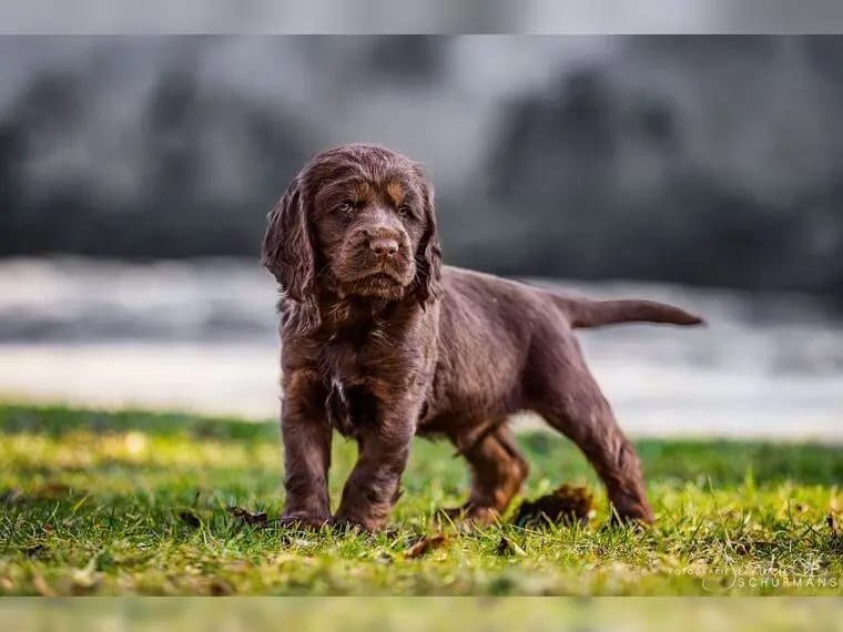 Englisch Cocker Spaniel Welpen aus Liebhaberzucht seit 2007 1 Rüde sucht gallery image 4
