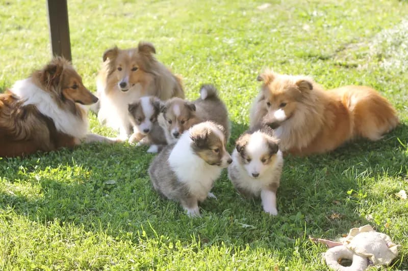 Sarah's Dream Shelties & Collies gallery image 2