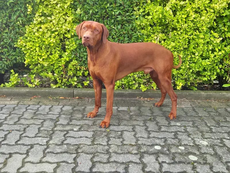 Deckrüde Rhodesian Ridgeback *Livernose* gallery image 3