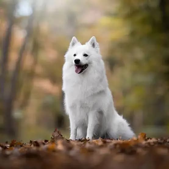 Spitz Tedesco Grande – razza canina