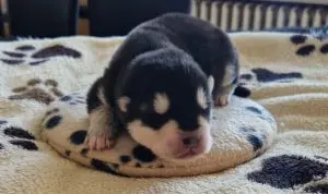 Huk’ghi’un Hvaya – štěně Alaskan Malamute – Foto 2