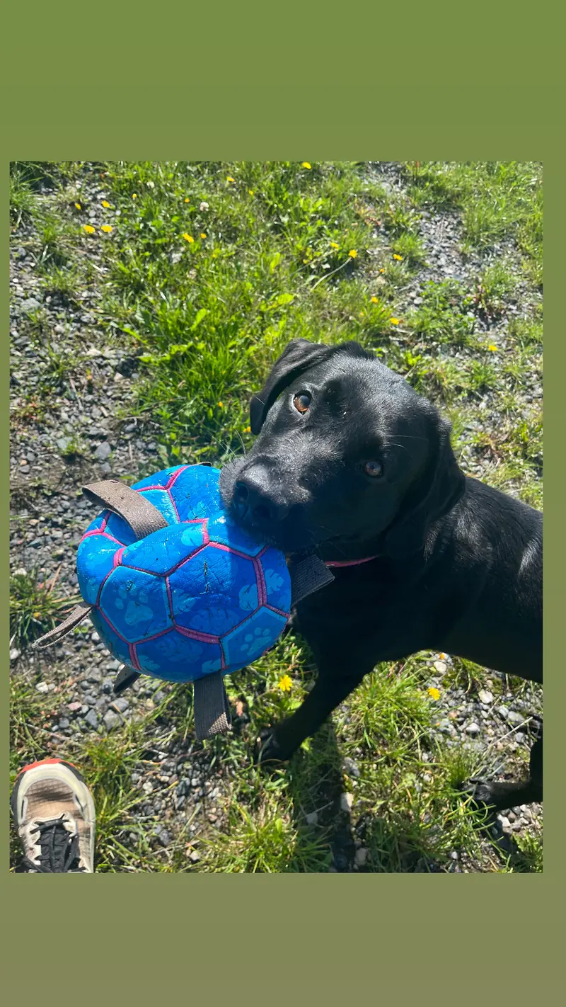 Black Betty von der Kastanienallee – Labrador Retriever – Bild 4