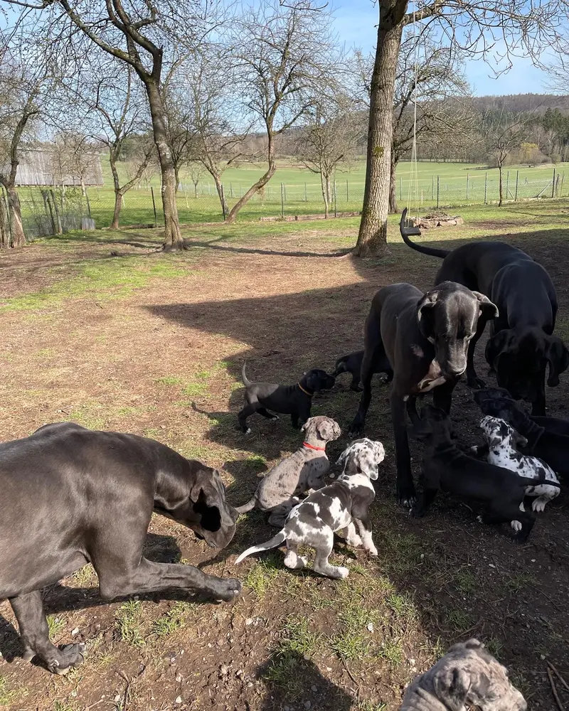 von der Edelruh – Deutsche Dogge – Foto 4