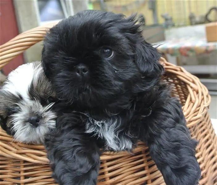 Shih-Tzu vom Heydpark gallery image 3