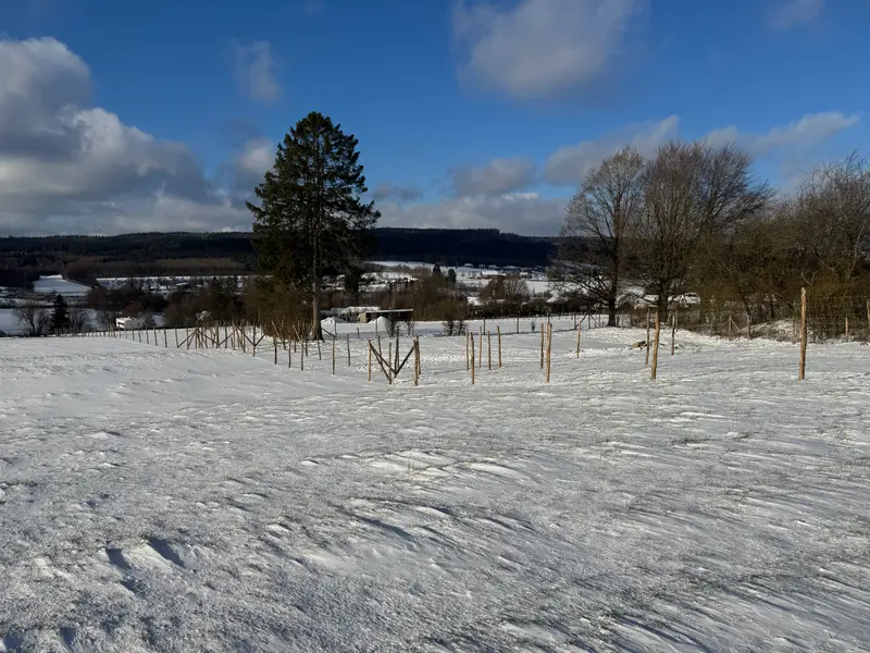 Wolfsberg Boerboels – Boerboel – Foto 4
