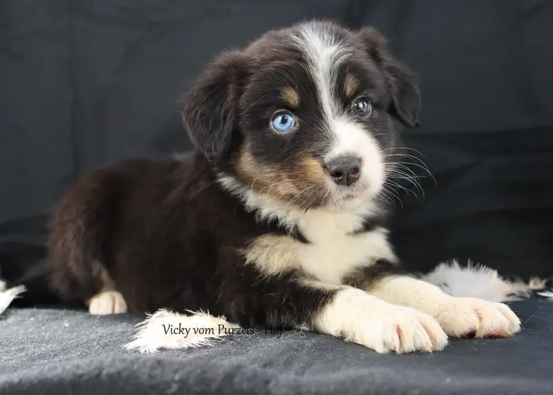 Vicky – Cucciolo di Australian Shepherd – Foto 4