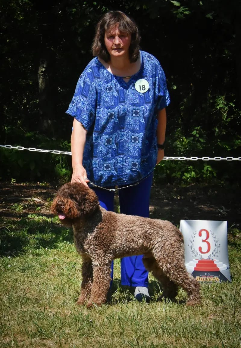 Curly Coats Lagotto Romagnolo gallery image 2