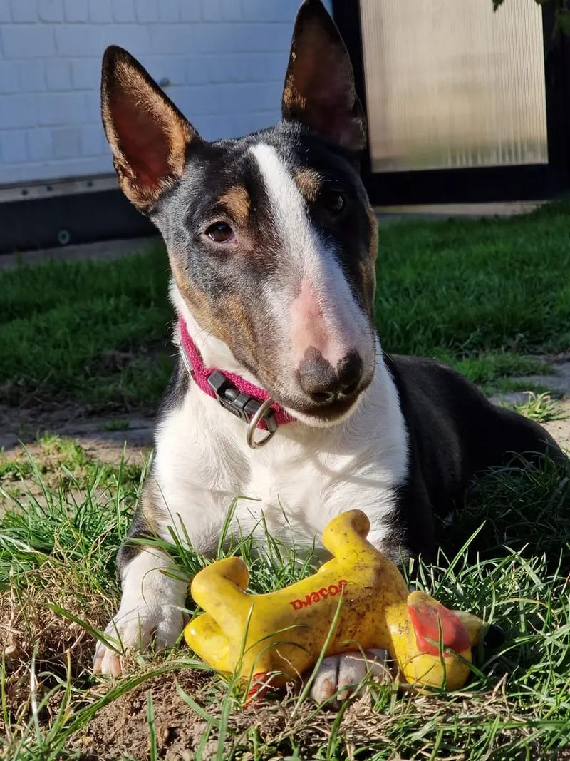 Miniature Bull Terrier vom Blasheimer Markt gallery image 4