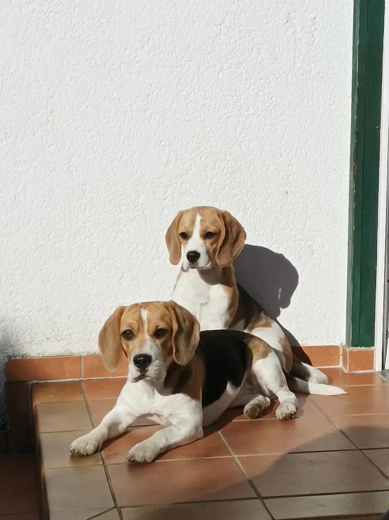 Beagle von der Westerengerheide gallery image 3