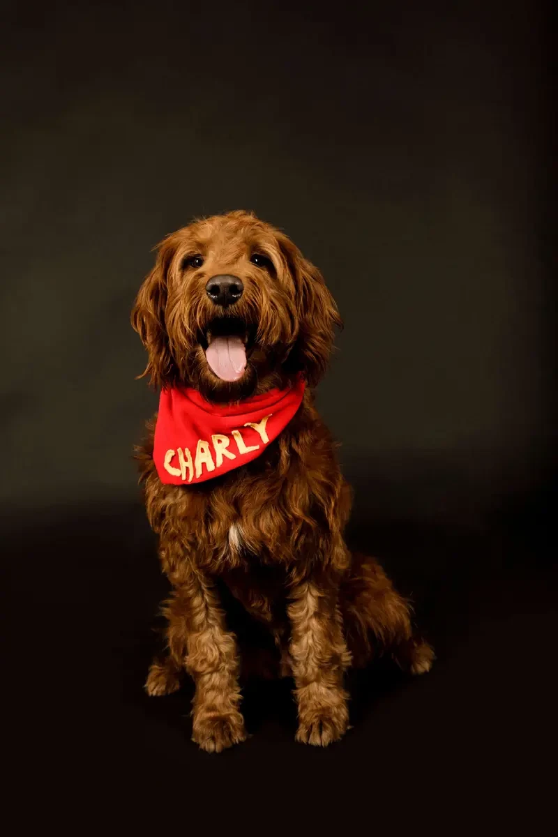 Labradoodle vom Asparagus main gallery image