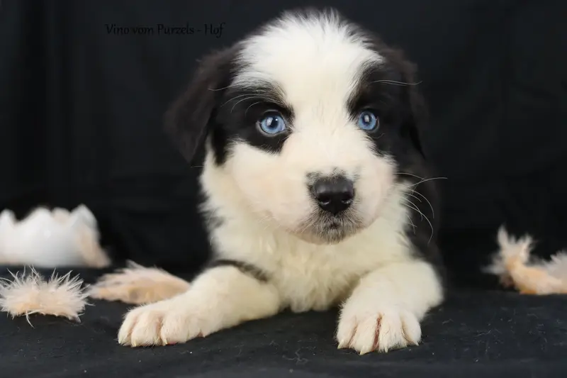 Vino – Cucciolo di Australian Shepherd – Foto 4