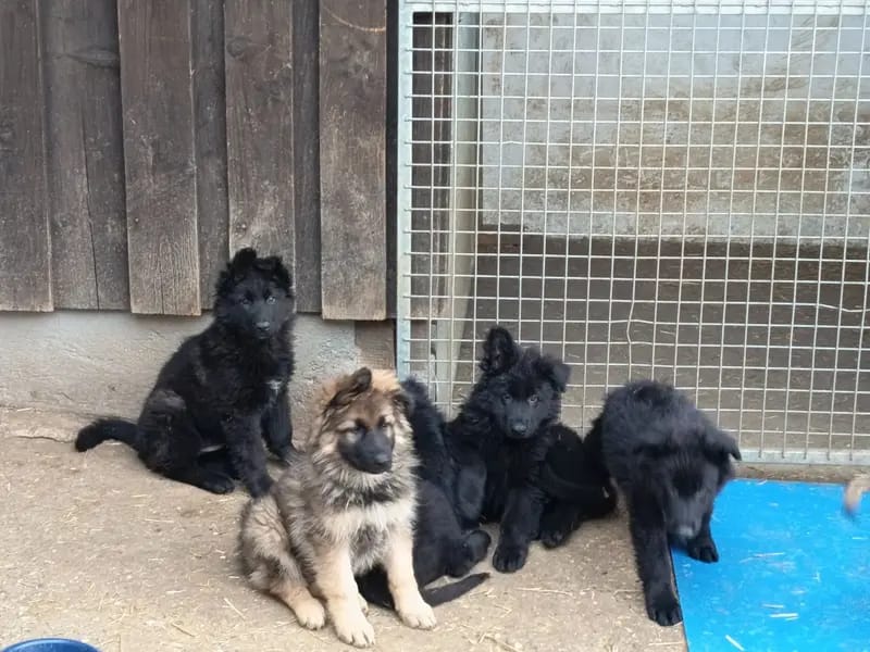 Altdeutsche Schäferhund-Welpen \"von der Hackermeile\" gallery image 3