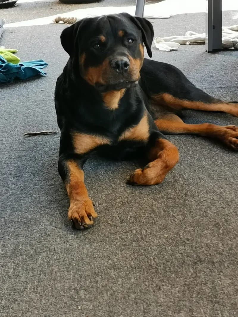 Rottweiler von der Strahlenburg gallery image 3