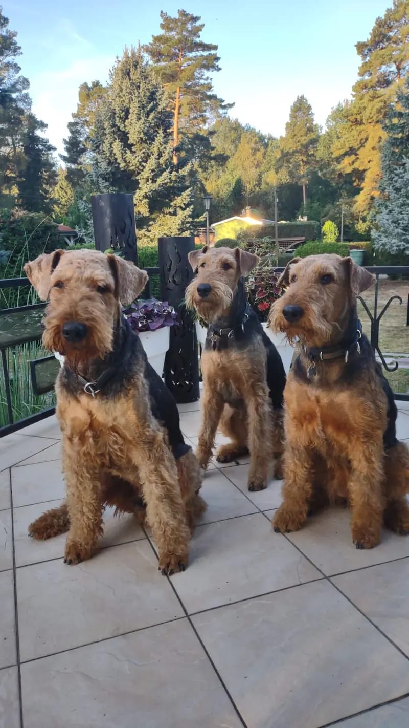 Airedales vom Castell Thorun gallery image 4
