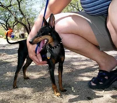 Manchester Terrier (Toy) – Hunderasse