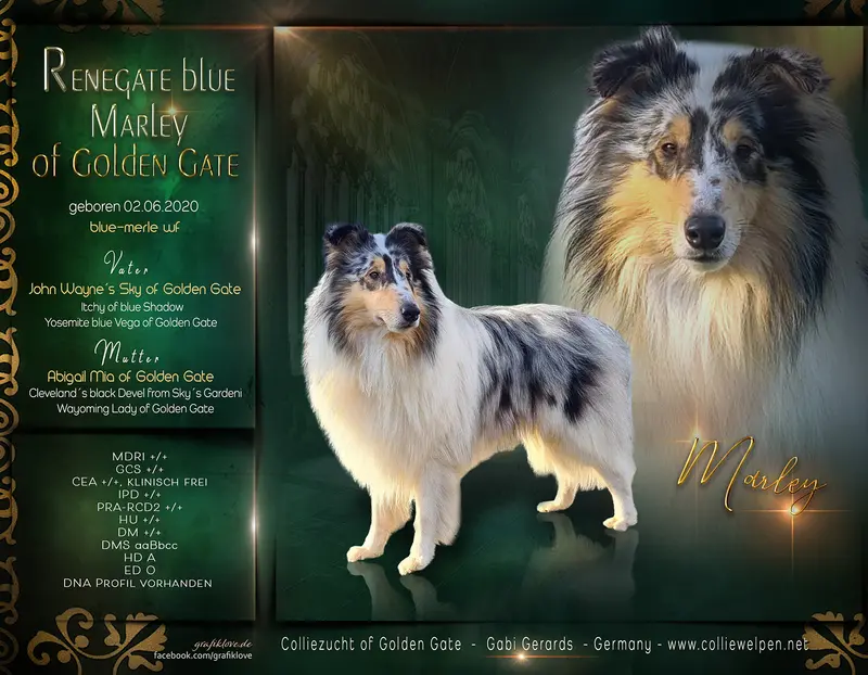Collie of Golden Gate – Amerikanischer Collie – Billede 2