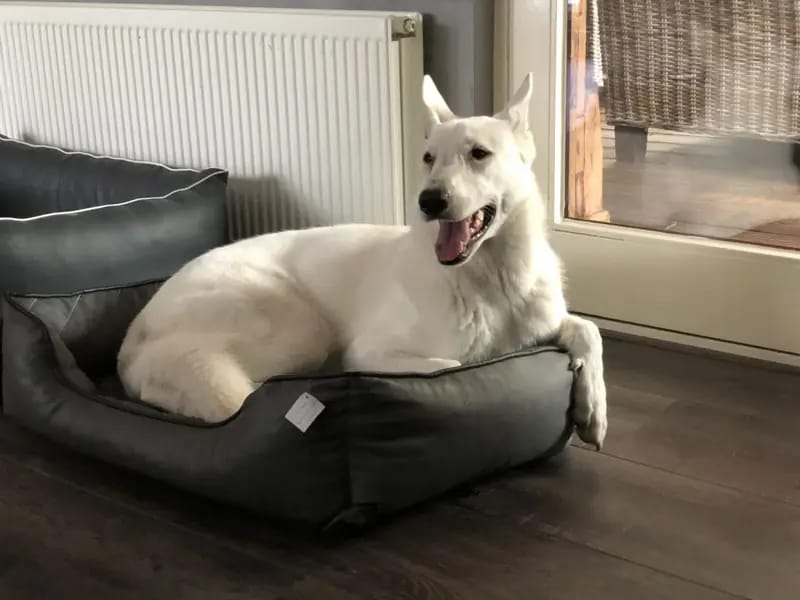 Levi – Weißer Schweizer Schäferhund – Zdjęcie 2