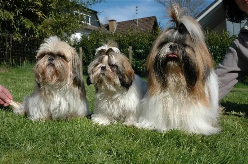 Shih-Tzu vom Heydpark gallery image 2