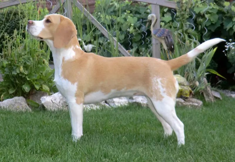 MOD'S Royal Rajka – Beagle – Billede 2