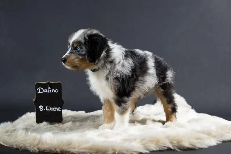 Dafino gallery image 2