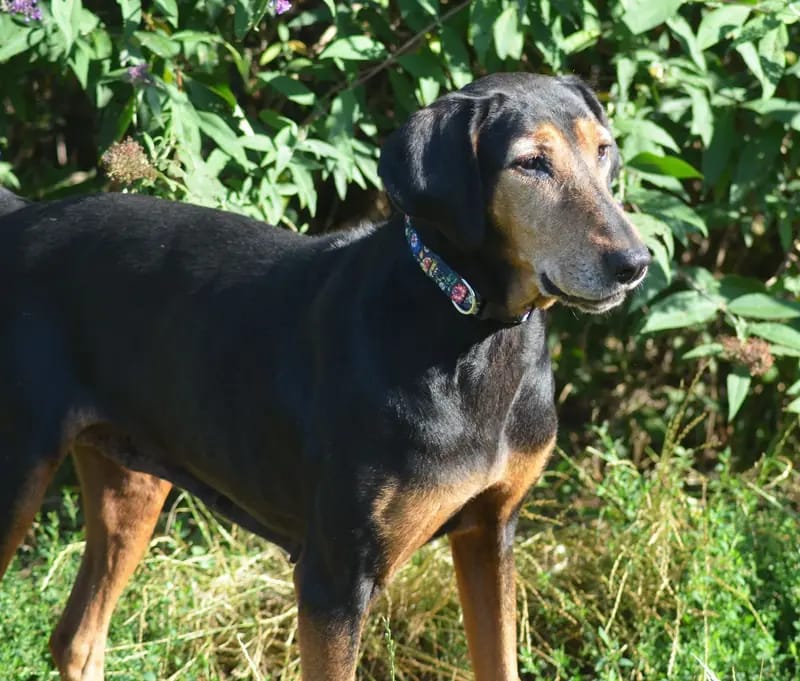 Laufhund / Hündin gallery image 2