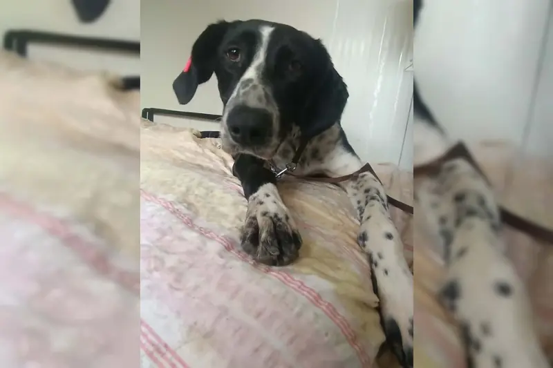 Bella – Unbekannt (Deutsch Kurzhaar-Pointer-Mix) – Photo 3