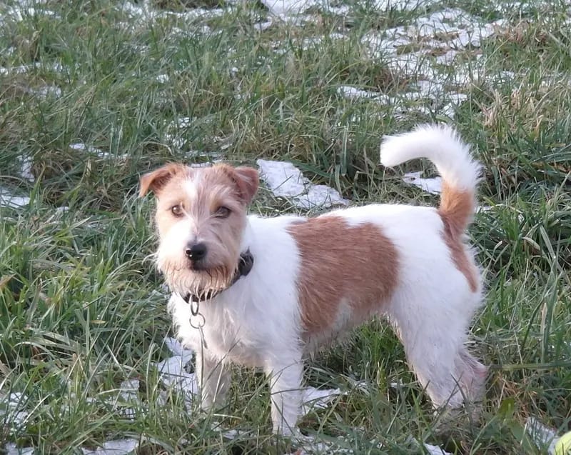 Jack Russell Terrier von der Vogtlandbande gallery image 3