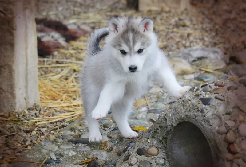 Huskykennel of Snow Wolf Valley gallery image 4