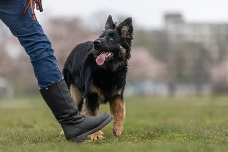 Altdeutsche Schäferhunde vom Kreuzkamp gallery image 3