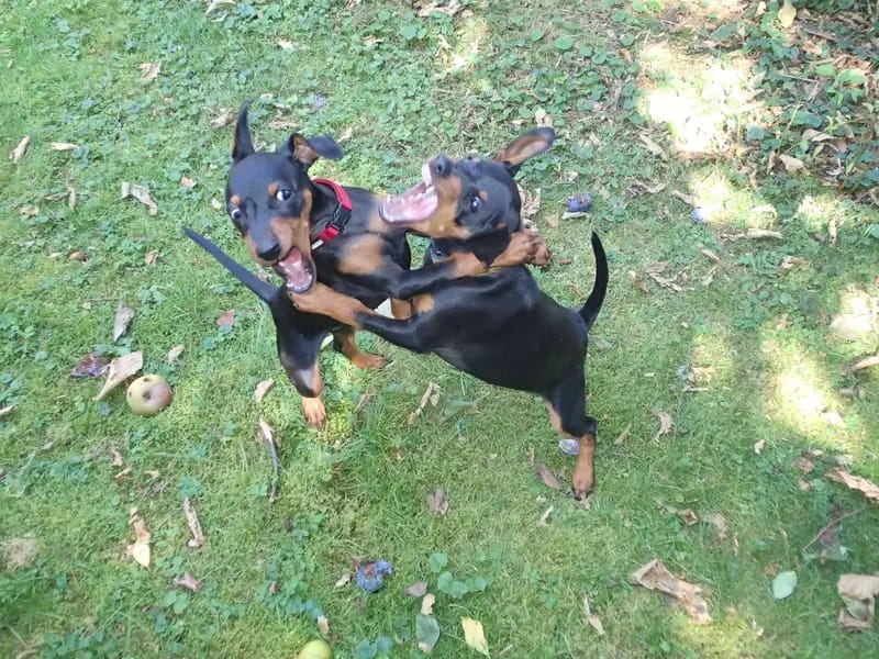 mostly harmless Zwergpinscher gallery image 3