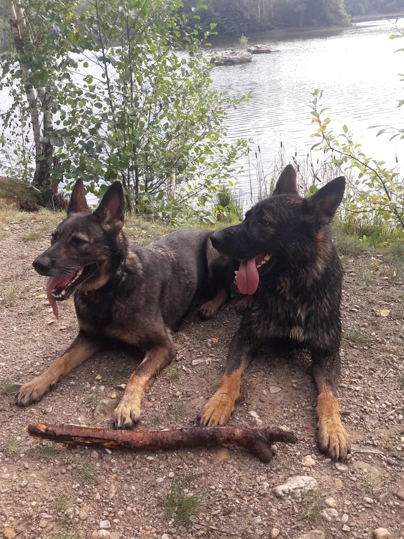 Deutsche Schäferhund Zucht vom Steinernen Rabe gallery image 4