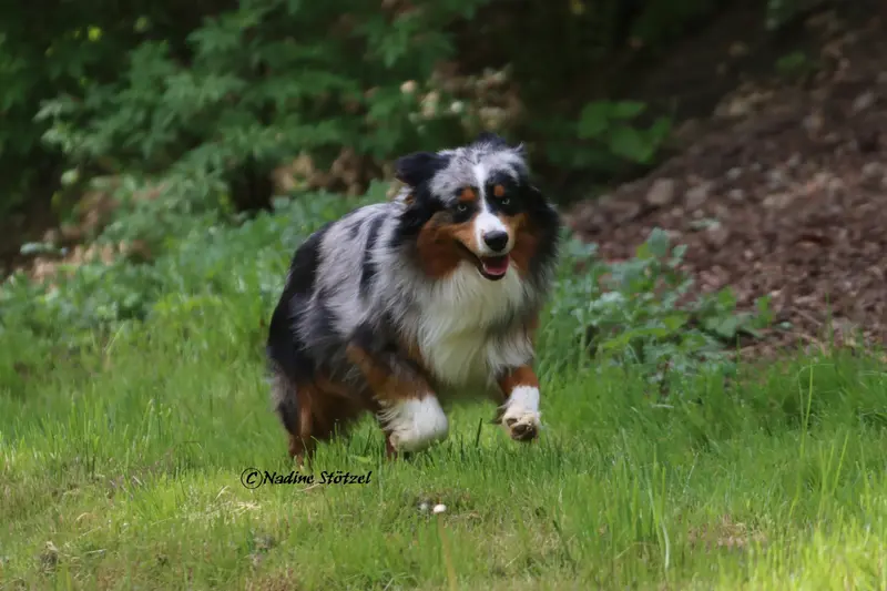 Monreal's Jack Sparrow – Australian Shepherd – Foto 4