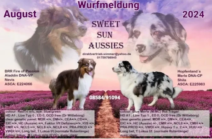 sweet_sun_aussies main gallery image